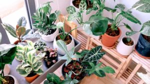 Green Leaf Plant With Pots | Creative Indoor Gardening Ideas You Can Do For The Holidays | Featured