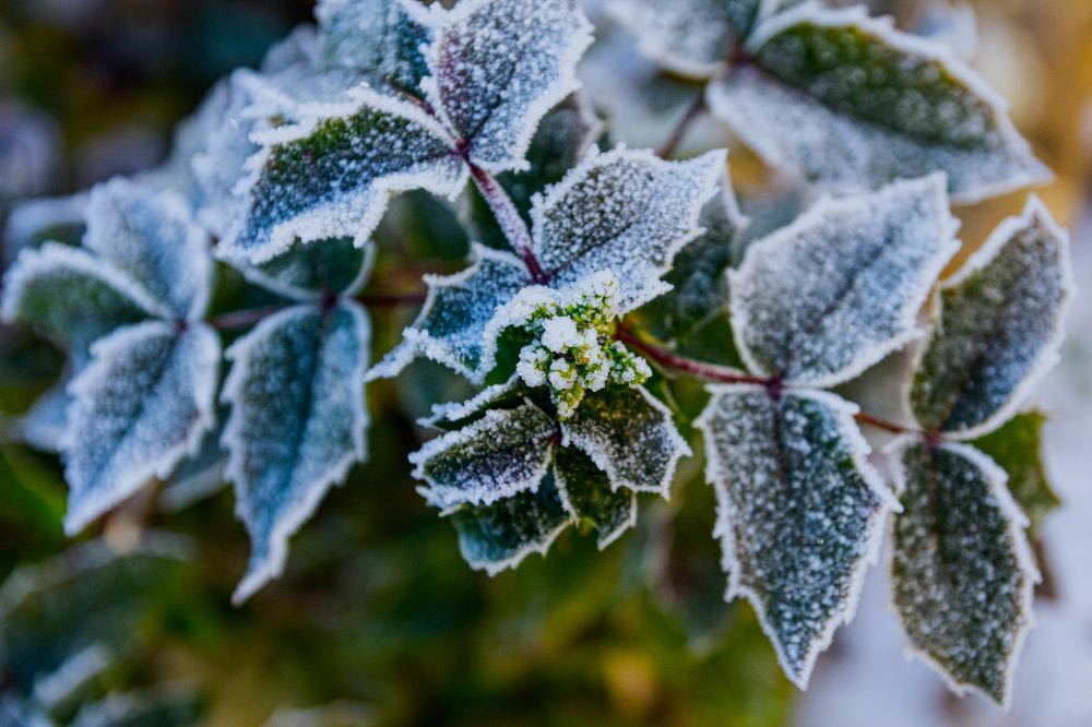 close up shot of leaves covered with snow | Container Gardening Tips For The Winter Season