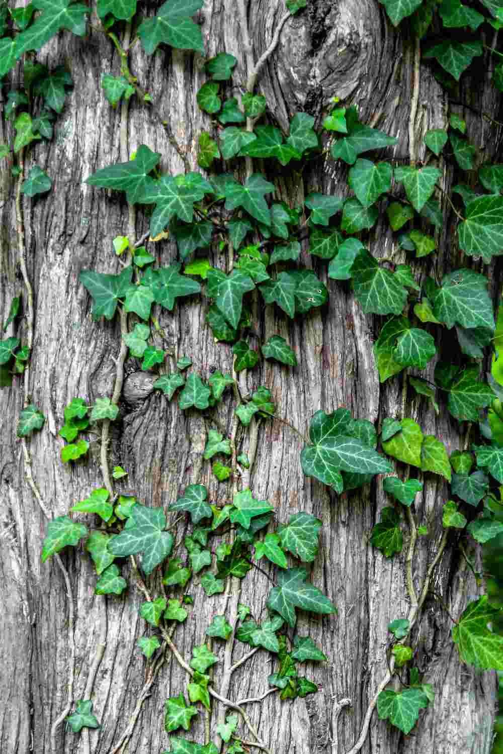 ivy green leaves crawling on the log | Container Gardening Tips For The Winter Season