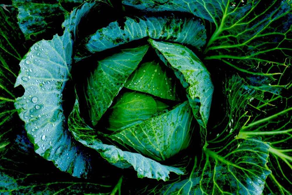 Cabbage top shot| Container Gardening Tips For The Winter Season