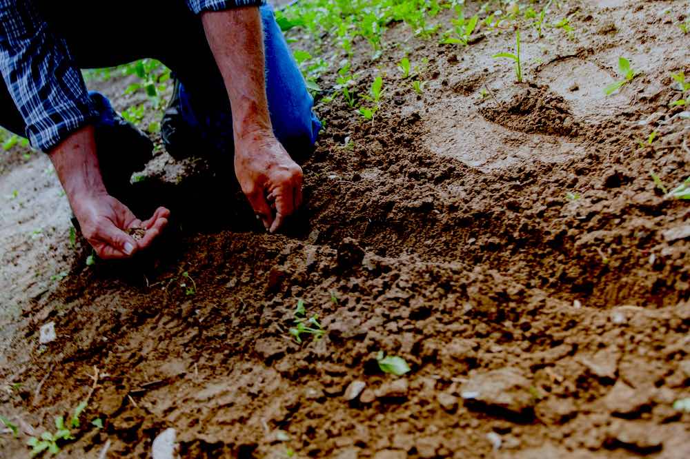 Man Planting Plant | Common Gardening Mistakes And Tips On How To Avoid Them