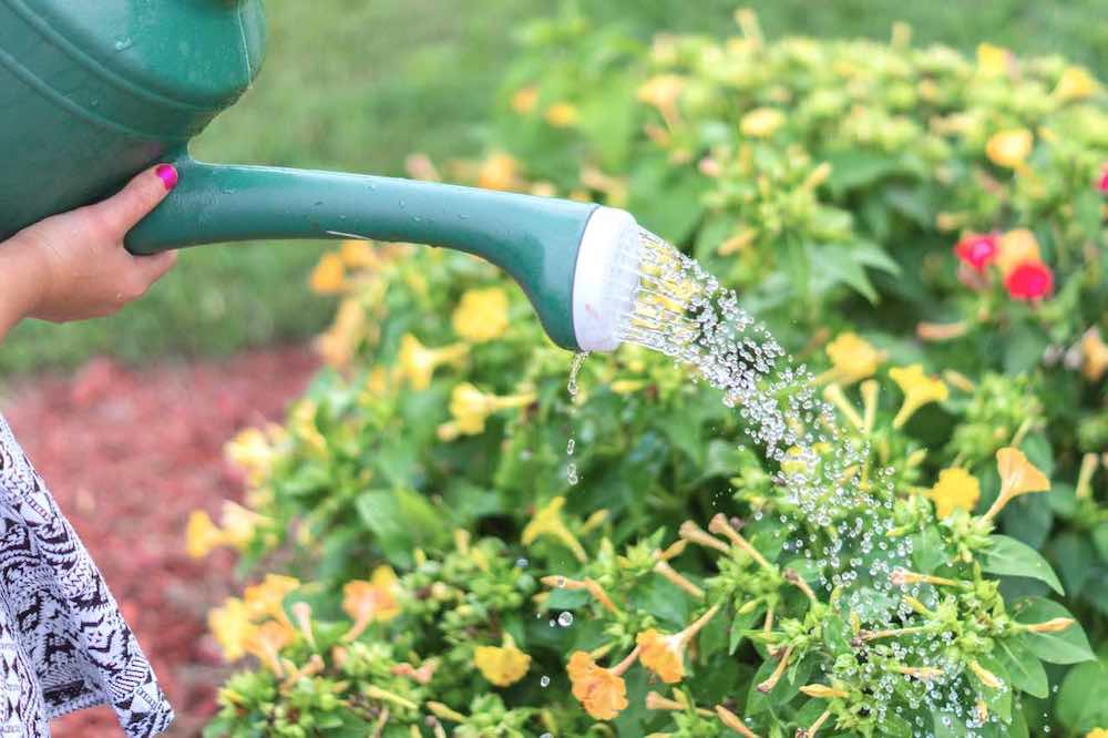 Person Using Watering Can | Greenhouse Gardening Mistakes And How To Avoid Them