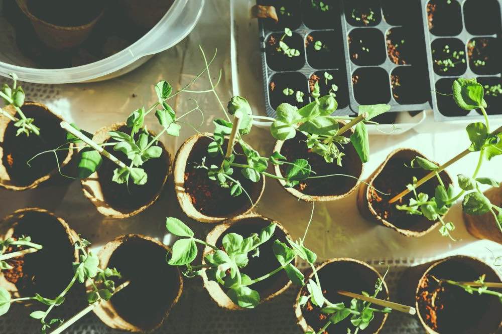 Top shot of indoor plants seedlings | Square Foot Gardening Pros And Cons | Garden Season