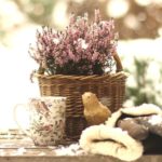 plant on the table one winter day outdoor | Container Gardening Tips For The Winter Season | Featured