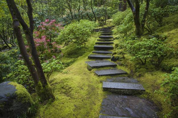 Moss | Create An Authentic Japanese Garden With These Essential Items