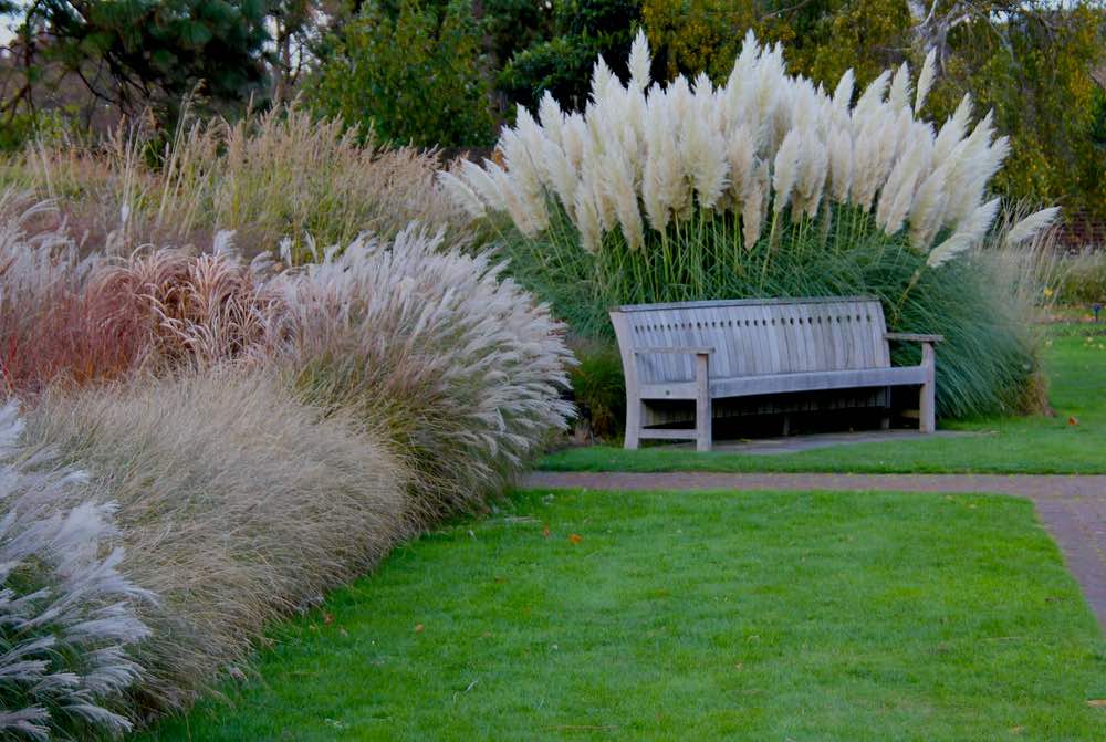 Park Bench Nestling in Various Grasses and Pampas | Gardening Zones: The Key to Understanding Agricultural Hardiness Zones
