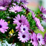 Beautiful Flowers Blooming| Gardening For Beginners: Tips For A Beautiful Flower Garden | Featured