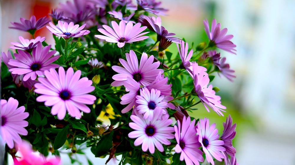 Beautiful Flowers Blooming| Gardening For Beginners: Tips For A Beautiful Flower Garden | Featured