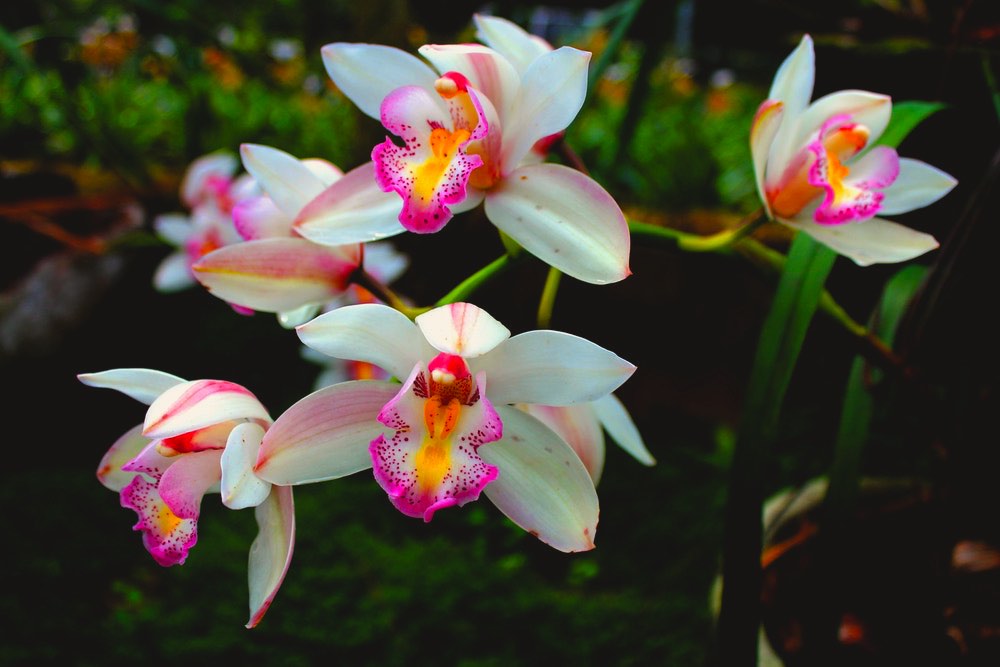Close Up Photography of Orchids | Gardening For Beginners: Tips For A Beautiful Flower Garden