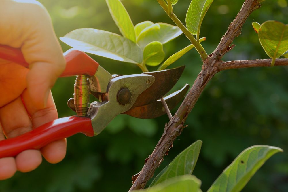Gardener Pruning Leaves | 10 Essential Garden Tools To Complete Your Gardening Tool Kit