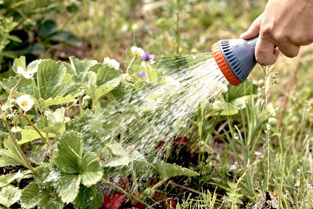 Hand Watering Garden Hose | 10 Essential Garden Tools To Complete Your Gardening Tool Kit
