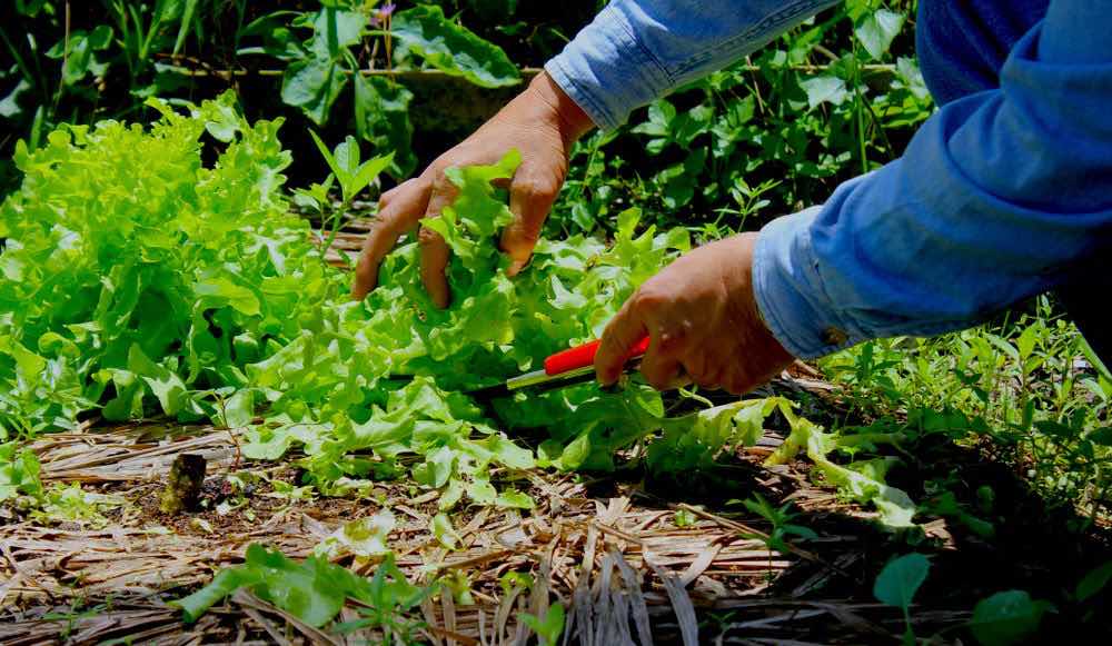 Person Using Knife Cut Greens |10 Essential Garden Tools To Complete Your Gardening Tool Kit