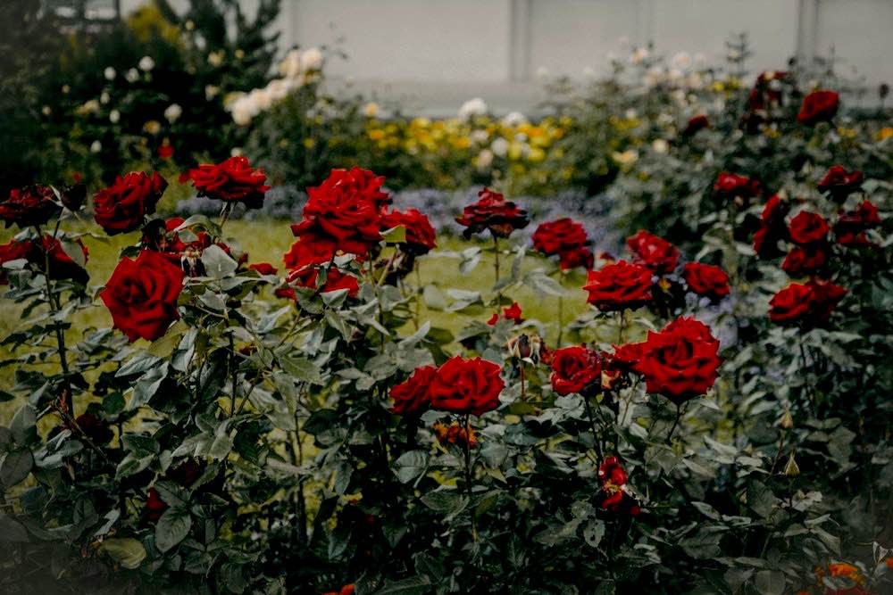 Red Roses Garden in Bloom | Gardening For Beginners: Tips For A Beautiful Flower Garden