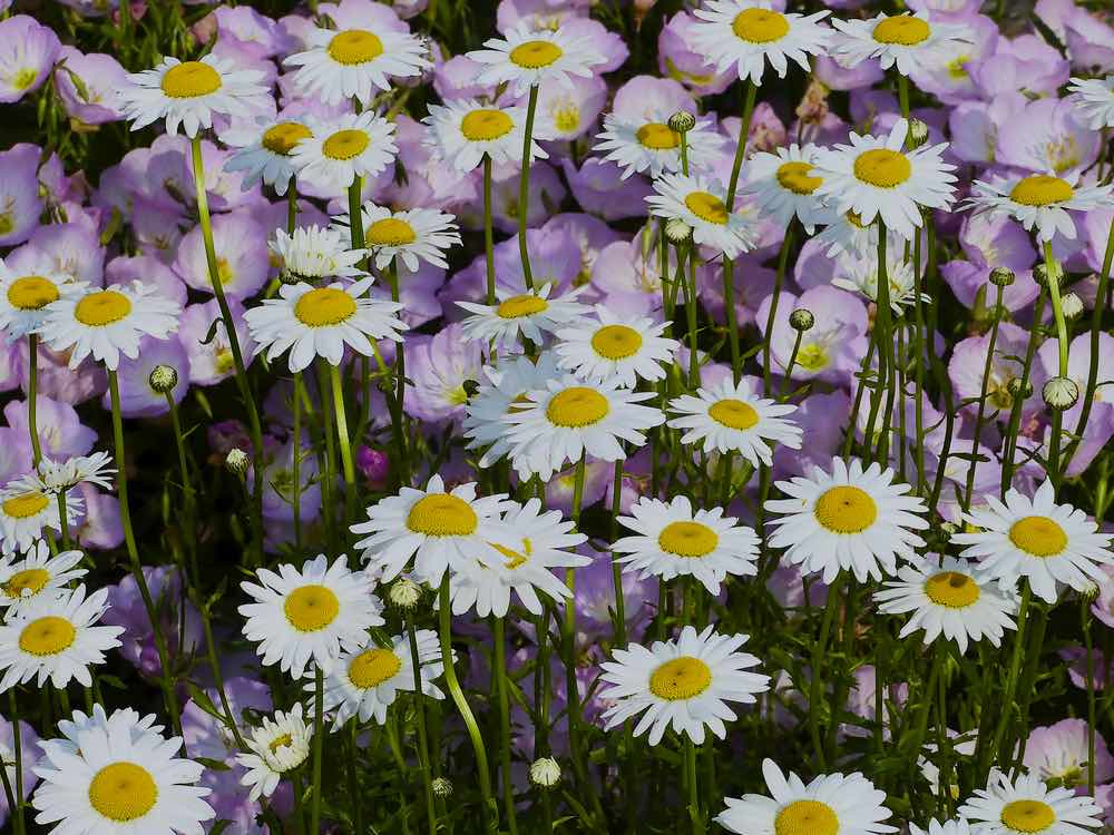 Shasta Daisies | Gardening For Beginners: Tips For A Beautiful Flower Garden