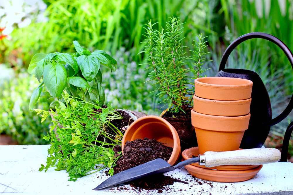 Terracotta Pots With Soil | 10 Essential Garden Tools To Complete Your Gardening Tool Kit
