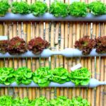 Hydroponic Salad Vegetable | Hydroponic Gardening FAQs: What Is It And How Does It Work? | Featured