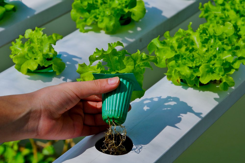 Organic Vegetable | Hydroponic Gardening FAQs: What Is It And How Does It Work?