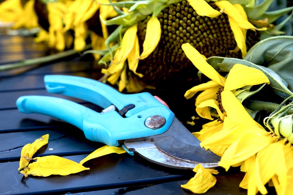 Sunflower With Pruning Scissors | 10 Pruning Tips Every Gardening Enthusiast Should Know