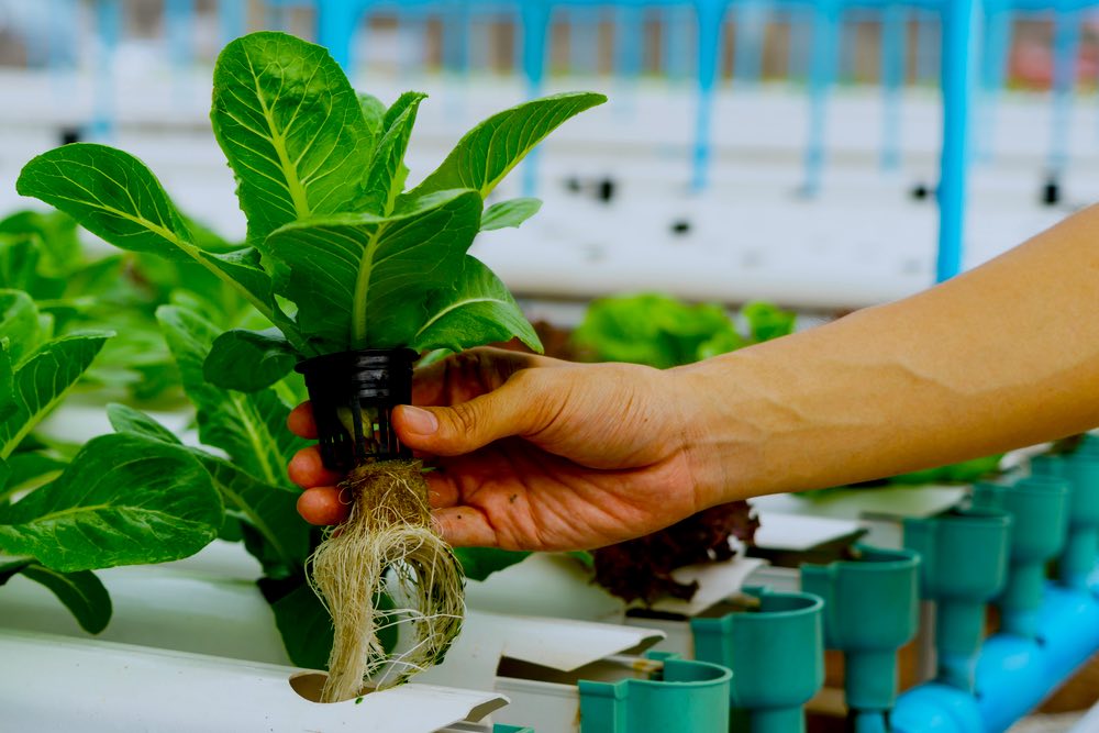 Vegetable Sample | Hydroponic Gardening FAQs: What Is It And How Does It Work?