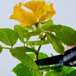 Yellow Rose Pruned | 10 Pruning Tips Every Gardening Enthusiast Should Know | Featured