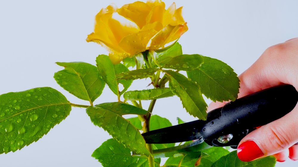 Yellow Rose Pruned | 10 Pruning Tips Every Gardening Enthusiast Should Know | Featured
