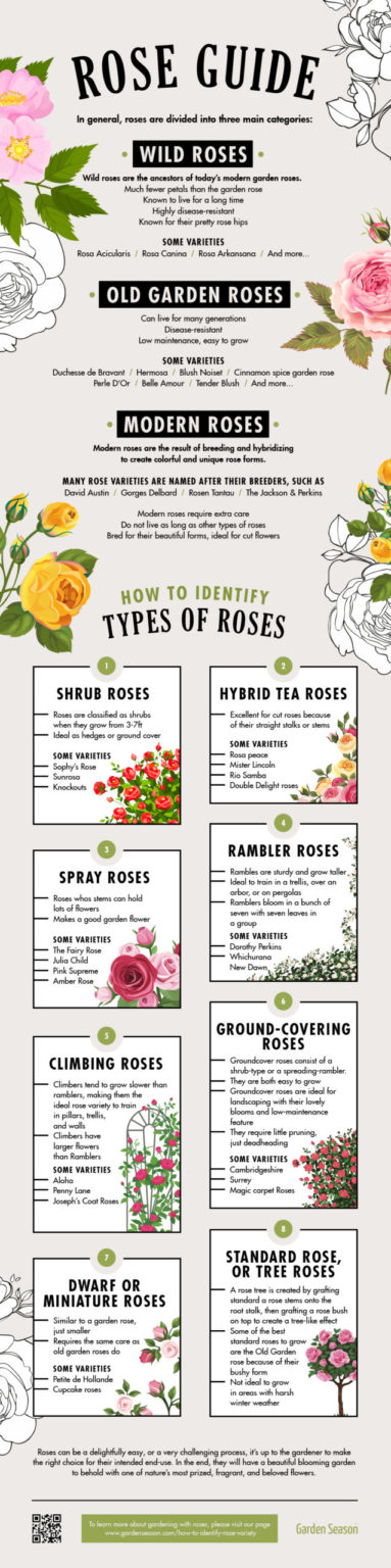 How To Identify Rose Variety Like A Flower Expert [INFOGRAPHIC]