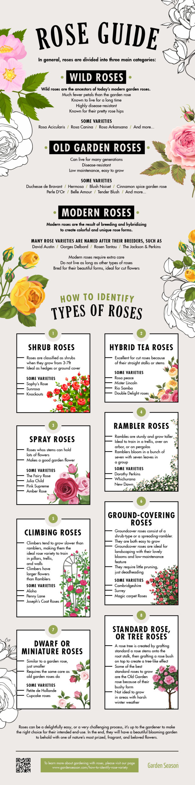 How To Identify Rose Variety Like A Flower Expert [INFOGRAPHIC] | Garden Season Tips