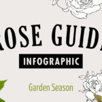 feature image | How To Identify Rose Variety Like A Flower Expert [INFOGRAPHIC] | Garden Season Tips