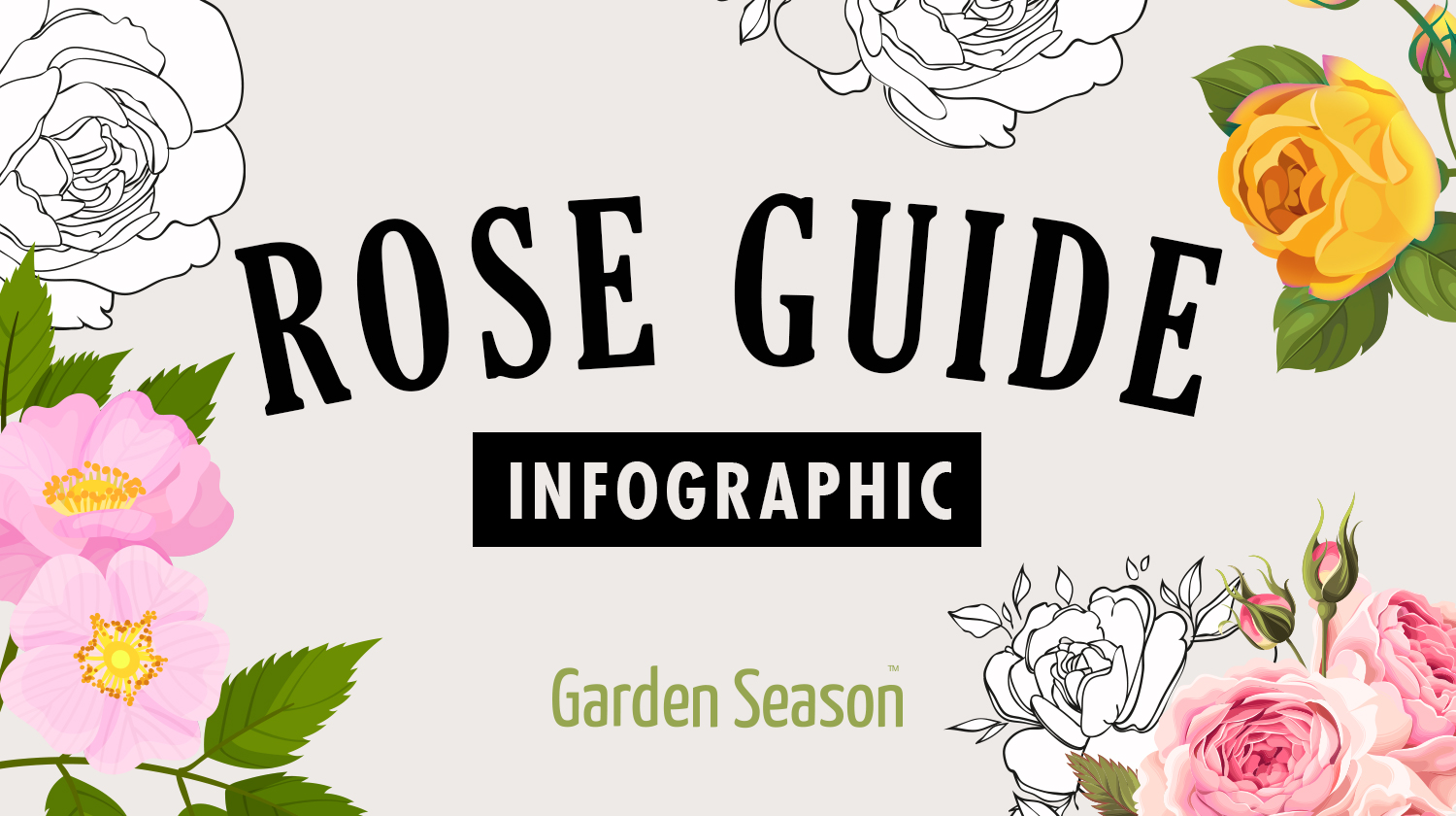 feature image | How To Identify Rose Variety Like A Flower Expert [INFOGRAPHIC] | Garden Season Tips