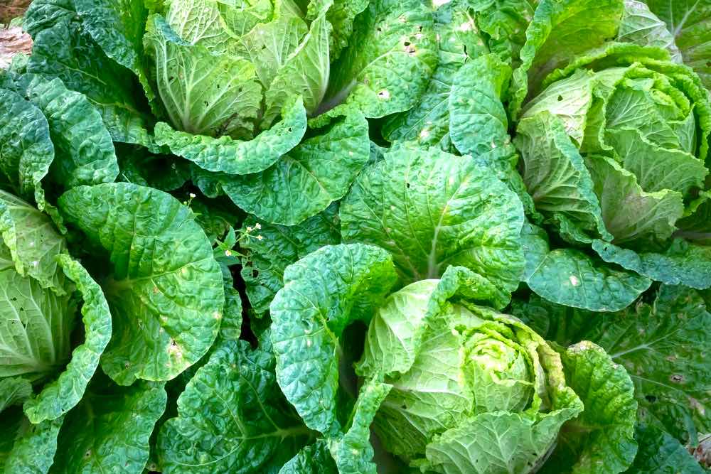 Bunch of Bok Choi | Comprehensive Companion Planting Guide For Every Gardener