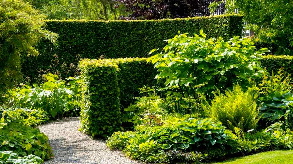 Hedging Plants Explained To Improve Your Garden