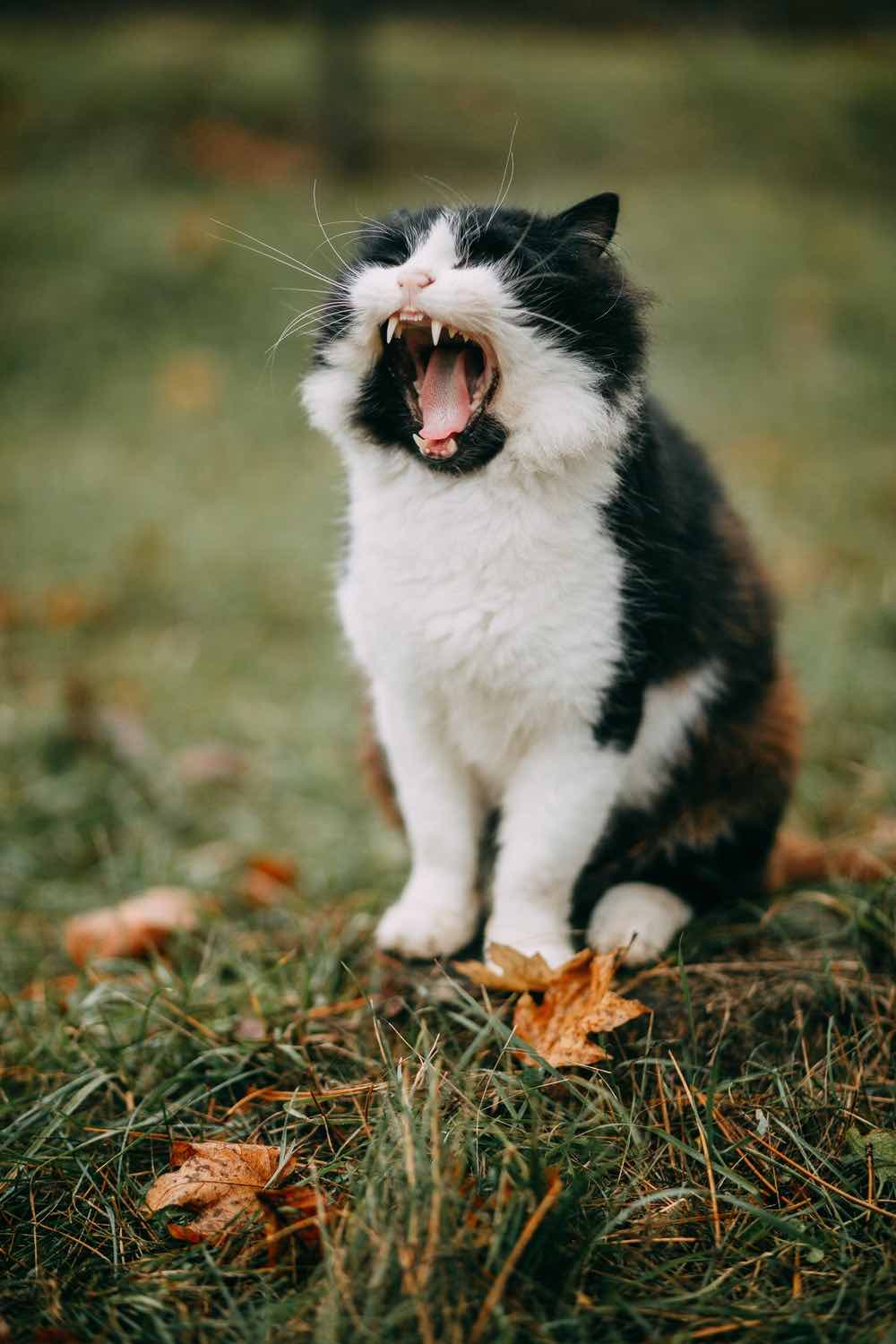 Cat Yawning On The Grass | Plants Poisonous To Cats You Should Avoid And How To Deal With Them