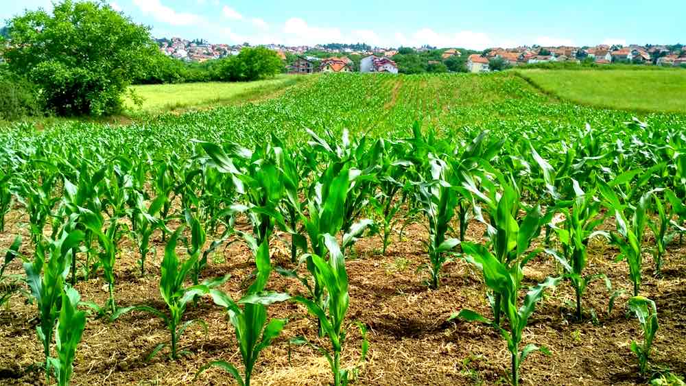 Corn Plant On Field | Comprehensive Companion Planting Guide For Every Gardener