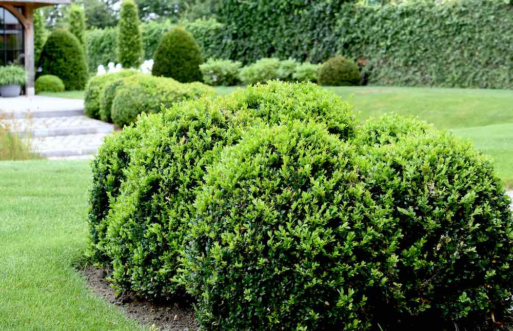 Decorative Shaped Evergreen Group Boxwood | Best Hedging Plants For Garden Landscaping