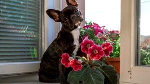 French Bulldog With Petunia| 10 Common Poisonous Plants For Dogs You Should Avoid | Featured