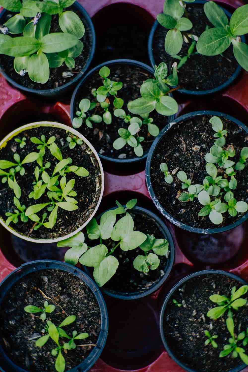 Garden Plants | Gardening Soil Comprehensive Companion Planting Guide For Every Gardener