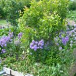 Gardening Plants | Comprehensive Companion Planting Guide For Every Gardener | Featured