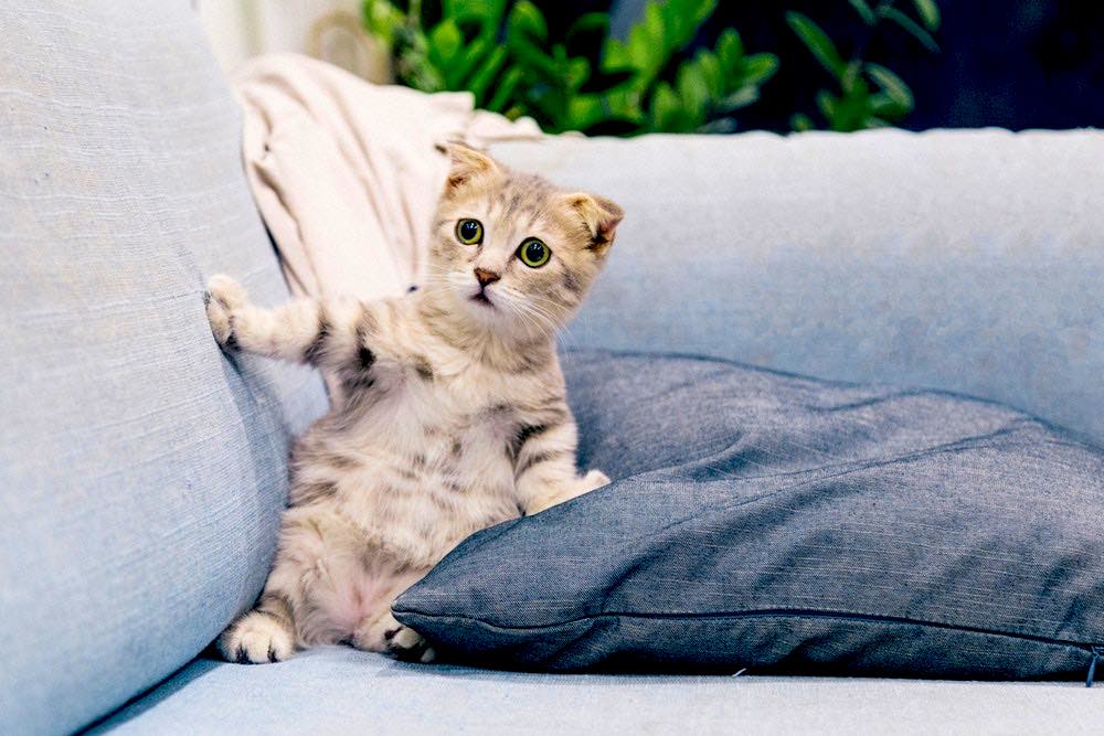 Gray And White Tabby Kitten Sitting On Sofa | Plants Poisonous To Cats You Should Avoid And How To Deal With Them