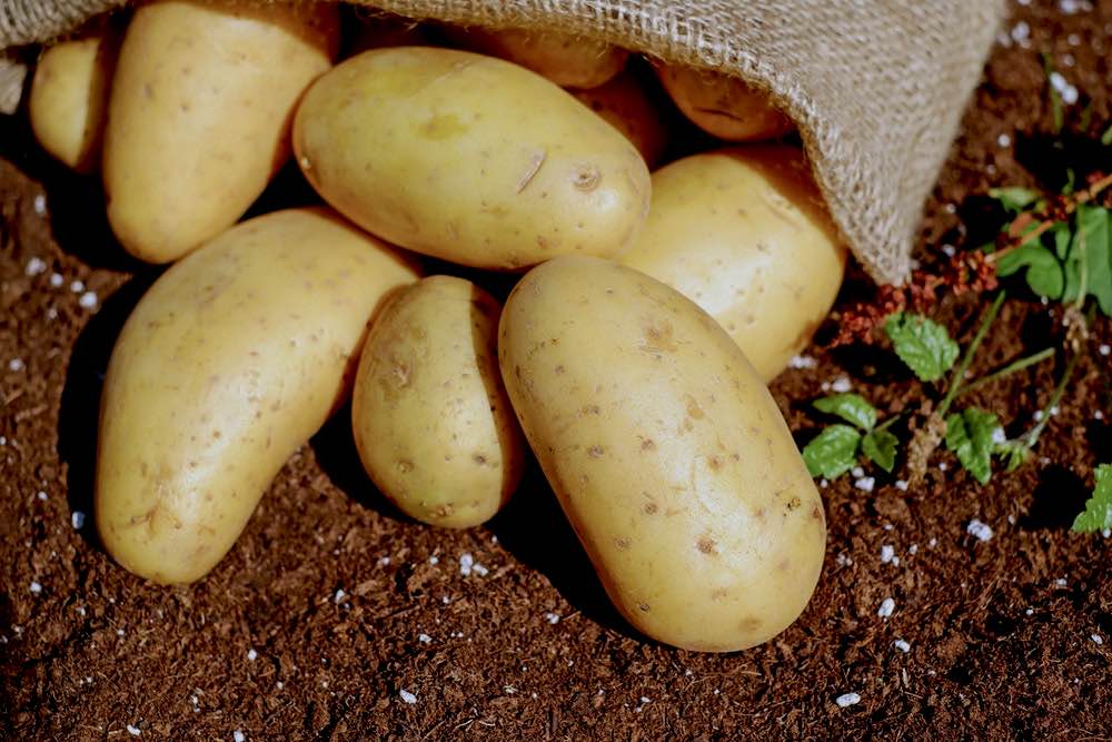 Harvesting Potatoes | Comprehensive Companion Planting Guide For Every Gardener