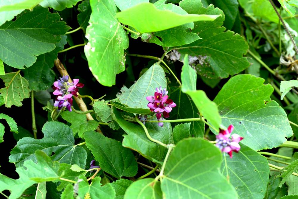 Kudzu Flowers Japan Roots | 12 Invasive Plants To Avoid When Gardening