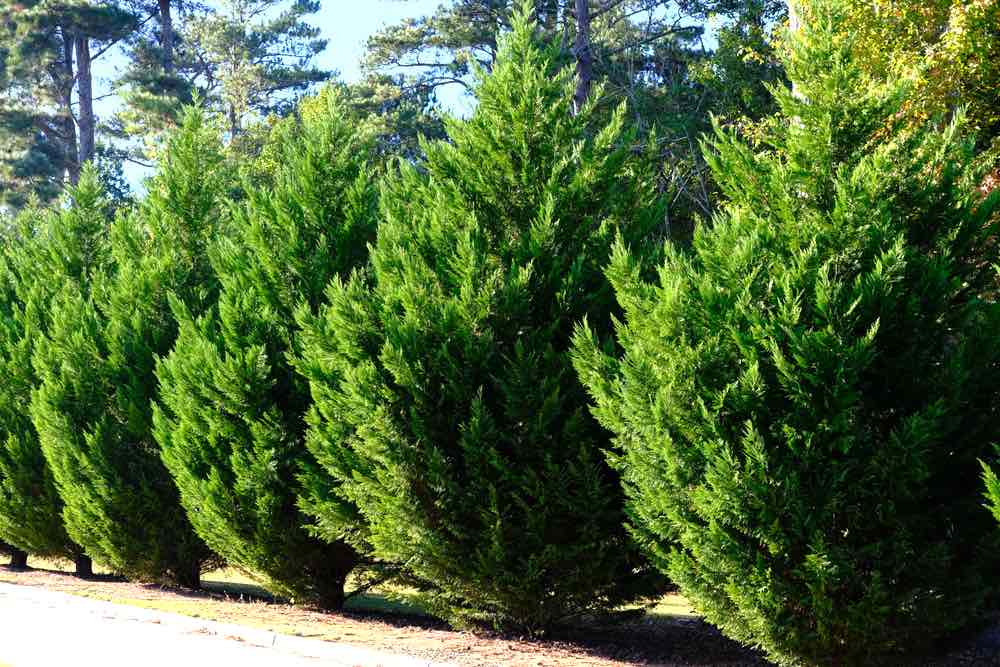 Leyland Cypress Trees Row Along Road | Best Hedging Plants For Garden Landscaping