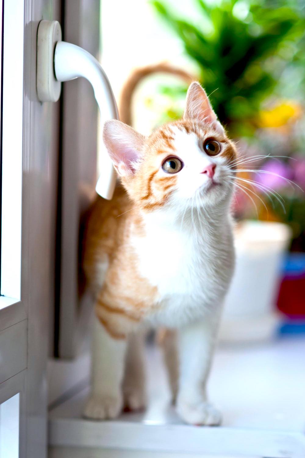 Orange Tabby Cat Near Window | Plants Poisonous To Cats You Should Avoid And How To Deal With Them