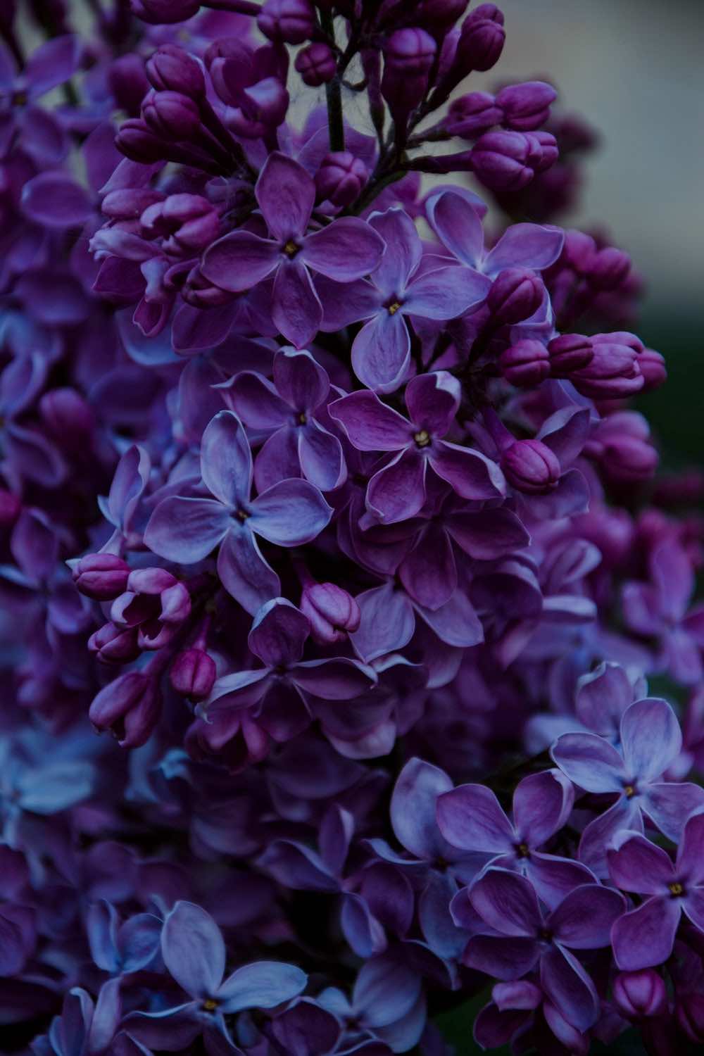 Purple Lilac Flowers Close Up | Flowering Shrubs Perfect For Your Garden