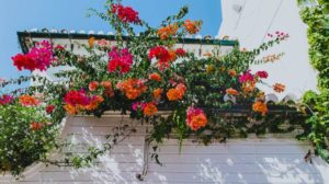 Red and Orange Petal Flowers Hanging | Flowering Shrubs Perfect For Your Garden | Featured
