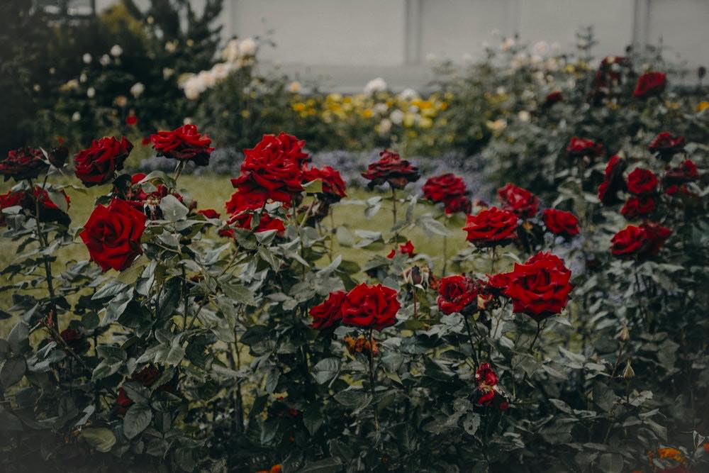 Red Roses Garden In Bloom | Flowering Shrubs Perfect For Your Garden