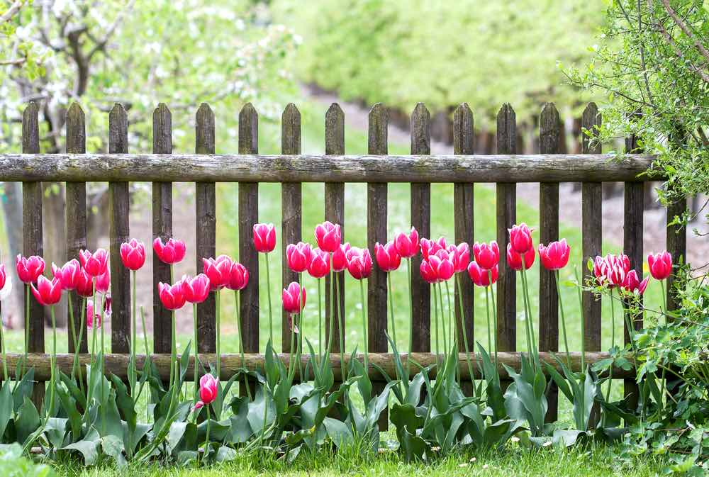 Red Tulip Garden Fence | Front Garden Ideas You Can Use For Small Spaces