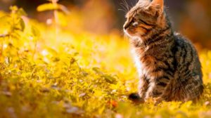 Tabby Kitten Sitting On The Grass | Plants Poisonous To Cats You Should Avoid And How To Deal With Them | Featured