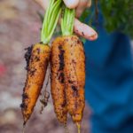 Carrot Harvest | Spring Vegetables To Plant In Your Garden | Featured