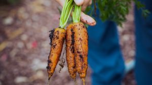 Carrot Harvest | Spring Vegetables To Plant In Your Garden | Featured