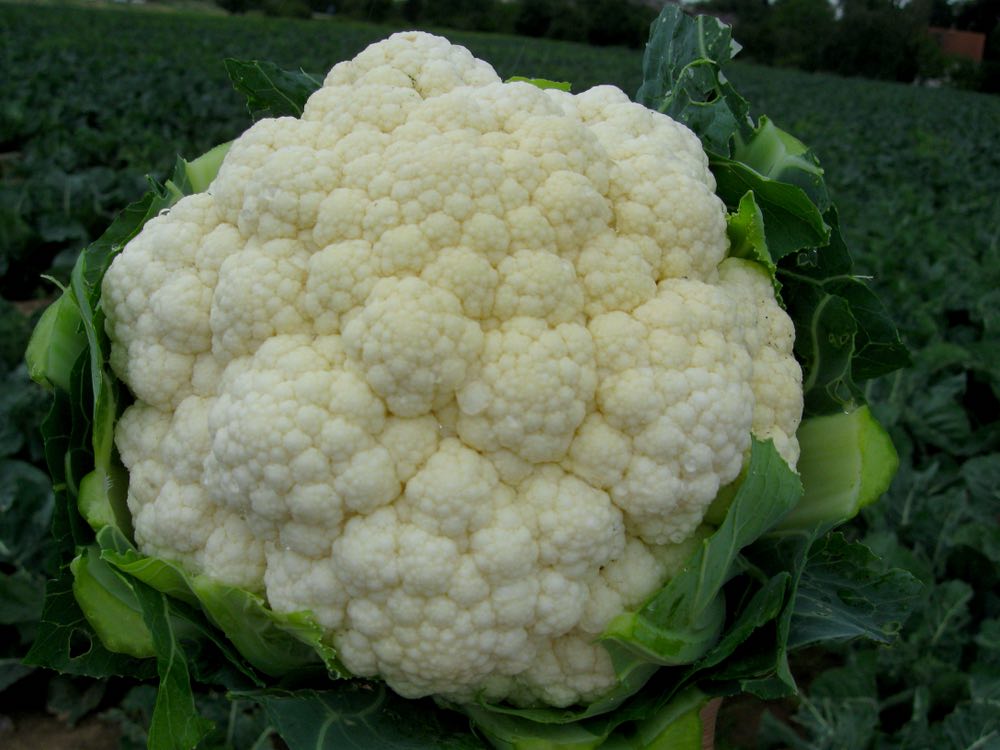 Cauliflower Harvest | Spring Vegetables To Plant In Your Garden